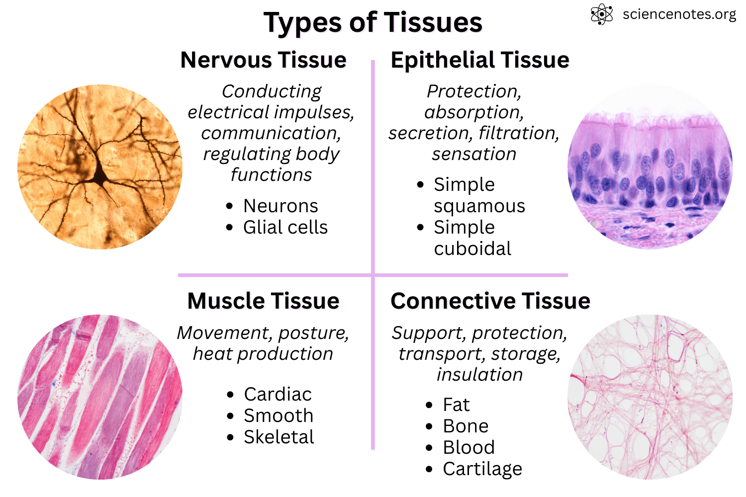 <ol><li><p>Epithelial Tissue</p></li></ol><ul><li><p><strong>Location:</strong> Skin surface, organ linings, and digestive tract.</p></li></ul><p></p><ol start="2"><li><p> Muscle Tissue</p></li></ol><ul><li><p><strong>Location:</strong> Attached to bones, in the heart, and lining hollow organs (stomach, intestines, blood vessels).</p></li></ul><p><strong>-Skeletal muscle:</strong> attached to bones, voluntary movement. Tightly packed &amp; cubodial.</p><p><strong>-Cardiac muscle:</strong> heart, pumps blood. Cross striated, quadrangular.</p><p><strong>-Smooth muscle:</strong> walls of hollow organs, involuntary movement. Elongated spindle shape.</p><p></p><ol start="3"><li><p> Nervous Tissue</p></li></ol><ul><li><p><strong>Location:</strong> Brain, spinal cord, and peripheral nerves.</p></li></ul><p></p><p>Supportive Connective Tissue</p><ul><li><p><strong>Location:</strong> Bones, blood, fat (adipose tissue), cartilage, and tendons.</p></li><li><p>Fascia, Tendons, Ligaments, Cartilage </p></li></ul><p></p>
