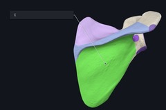 <p>Name the boney landmark indicated by the X and highlighted purple</p>