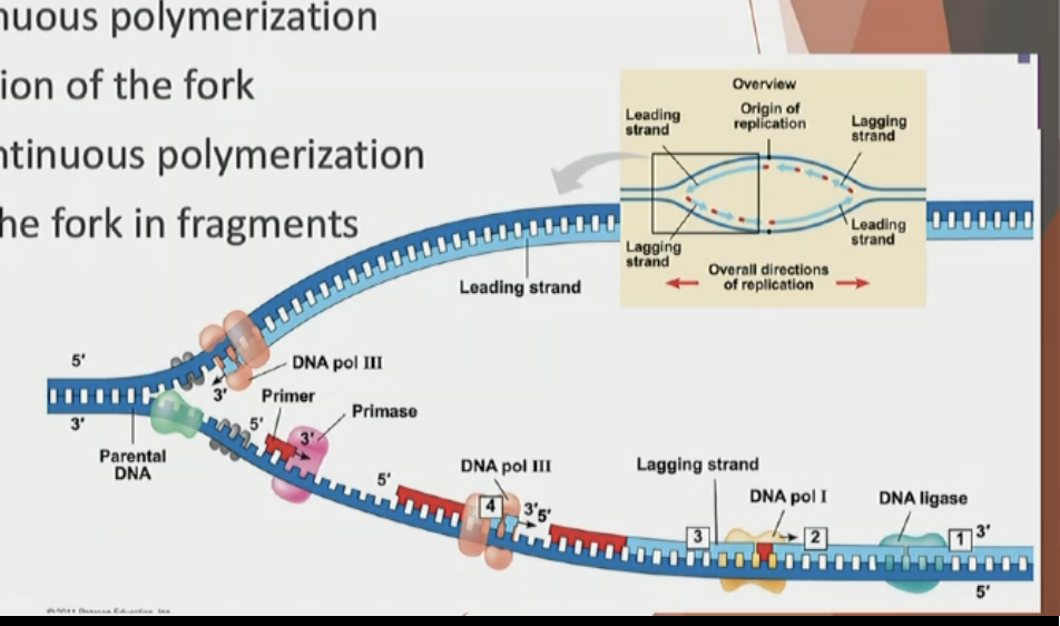 <p>Continuous Polymerization- Grows in the direction of the fork</p>