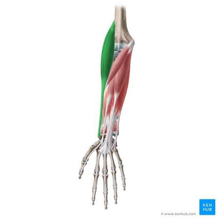 <p>What is the muscle highlighted in green</p>