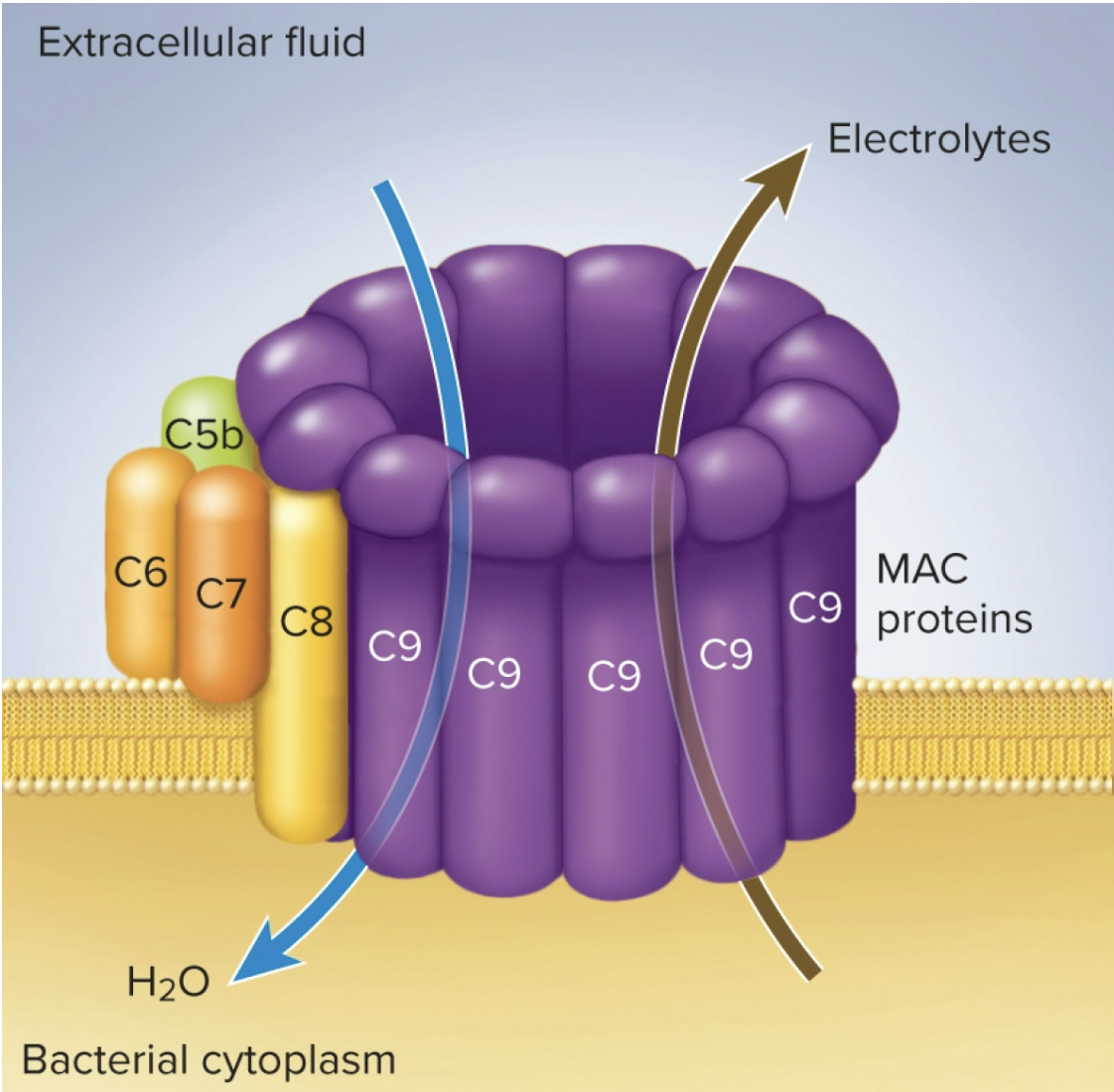 <p>Complement activation</p>