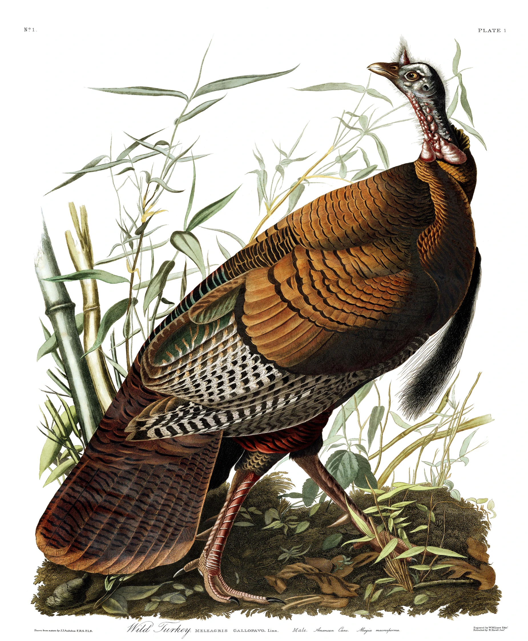 term image