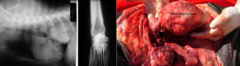 <p>What is depicted in the following image?</p>