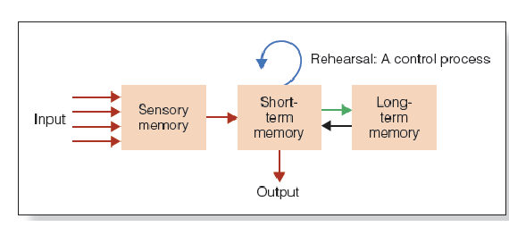 <p>Memory Types:</p><ol><li><p>Sensory Memory: <span style="font-size: calc(var(--scale-factor)*23.81px);">initial stage that holds all incoming info for secs or fractions of a sec</span></p></li><li><p>Short-Term Memory: holds 5 to 7 items for about 15 to 20 secs</p></li></ol><ol start="4"><li><p>Long-Term Memory: <span style="font-size: calc(var(--scale-factor)*23.81px);">can hold a large amount of info for years or even decades</span></p></li></ol><p><span style="font-size: calc(var(--scale-factor)*23.81px);">Control Processes: </span><span style="font-size: calc(var(--scale-factor)*25.97px);">active processes that can be controlled by the person</span></p><ul><li><p>rehearsal (telephone number)</p></li><li><p>strategies used to make a stimulus more memorable</p></li></ul><p>Is wrong</p><ul><li><p>but has been useful in stimulating research</p></li></ul><p></p>