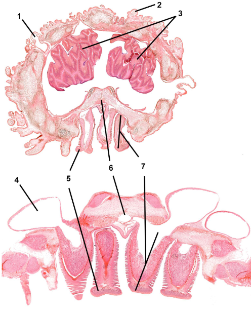 <p>class</p><p>label</p>