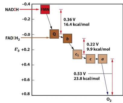 <ul><li><p>carriers are arranged in the order of increasingly positive redox potential</p></li><li><p>the electrons are passed from one carrier to the next, losing energy as they move “downhill” along the chain</p></li></ul><p></p>