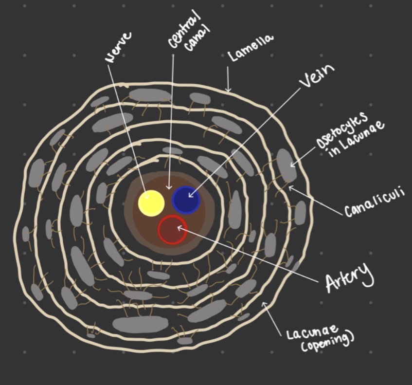 knowt flashcard image