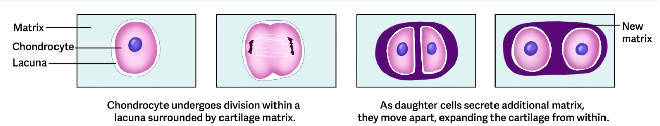 <p>Occurs as chondrocytes in the matrix grow and divide.</p><ul><li><p>The daughter cells then produce additional matrix, so this enlarges the cartilage from the inside.</p><ul><li><p><span style="color: yellow;">This occurs mostly during childhood and adolescent development and begins early in embryonic tissue</span>.</p></li></ul></li><li><p>Does not occur in adults </p></li></ul><p></p>