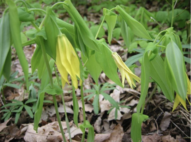 <p>Solitary, pendulous flower<br>perfoliate leaves (base encompasses stem)</p>