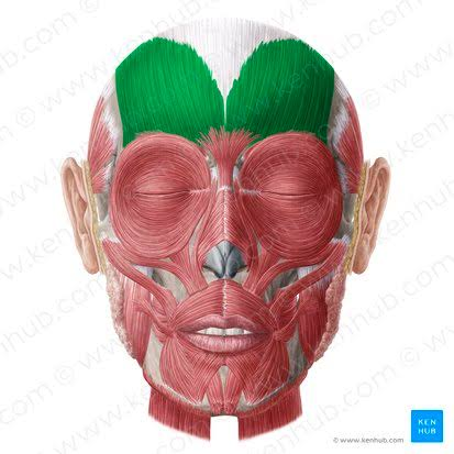 <p>Creases forehead</p><ul><li><p>O: Aponeuosis</p></li><li><p>I: Skin</p></li></ul><p></p>