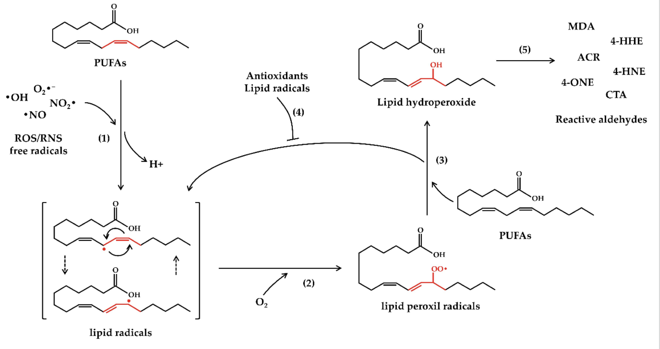 <p><span style="color: red;">D. Giàu acid béo không bão hòa</span></p><p><span style="background-color: transparent;"><strong>Gốc ROS</strong> phản ứng với PUFA tạo thành các sản phẩm độc hại (<strong>MDA</strong>-Malodialdehyde, <strong>4HNE</strong>-4-hydroxynonenal)</span></p><p><span style="background-color: transparent;"><strong>Tại sao MDA/4-HNE nguy hiểm hơn gốc tự do thông thường?&nbsp;</strong></span></p><p><span style="background-color: transparent;">Vì chúng là chất <strong>ái điện tử mạnh</strong>, gắn kết bền vững với nhóm <strong>-NH, -SH</strong> của Protein/DNA, làm biến đổi vĩnh viễn cấu trúc bậc 3 của protein</span></p><ul><li><p><span style="background-color: transparent;">4-HNE thực hiện phản ứng cộng Michael với các gốc acid amin như Cysteine, Histidine, và Lysine.</span></p></li><li><p><span style="background-color: transparent;">MDA chủ yếu phản ứng với Lysine tạo thành các base Schiff.</span></p></li></ul><p></p>