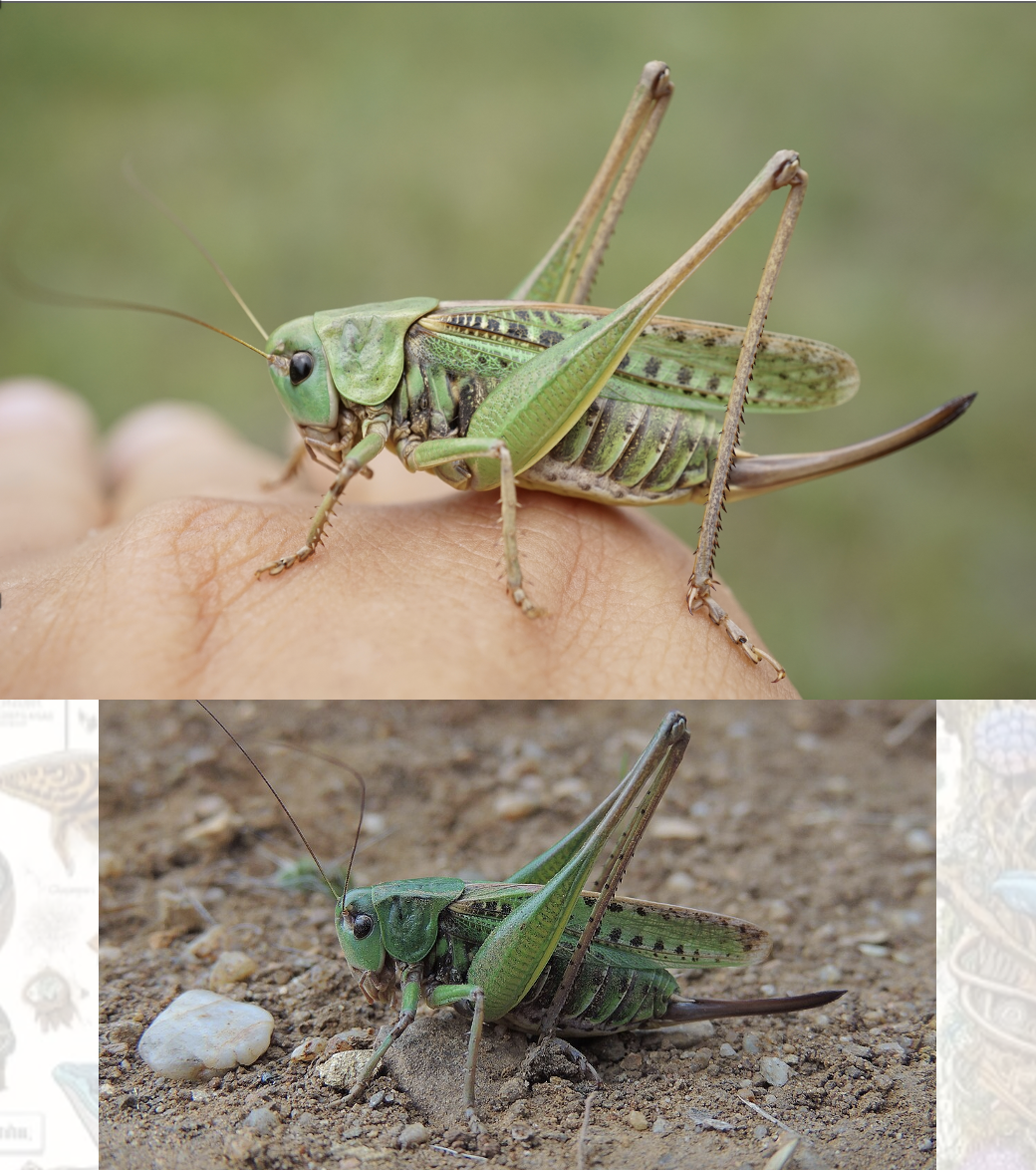 <p>Latin, magyar, védett?, hang</p>