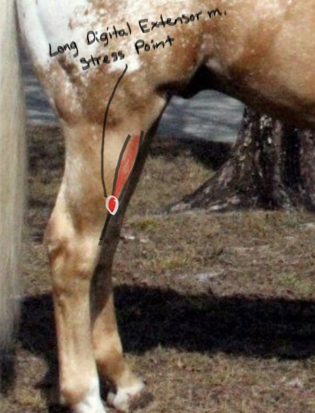 <p>Long Digital Extensor muscle, flexes hock joint and extends fetlock. </p>