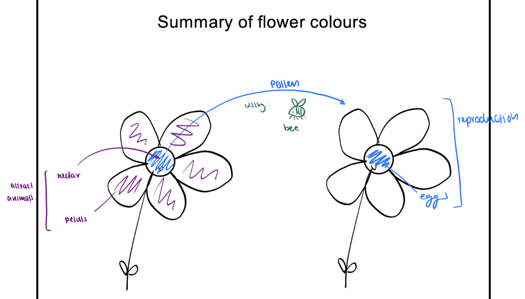 <p>= for pollen dispersal using hungry animals (gives animals nectar)</p><ul><li><p>structure: single flowers or flower clusters </p></li></ul><p></p><p><u>colour meaning:</u></p><ol><li><p>orange &amp; yellow = carotenoids in chromoplasts </p></li><li><p>red, purple &amp; blue = anthocyanins in CV</p></li><li><p>bright colours = to attract birds &amp; bees</p></li><li><p>no colour = attract beetles or nocturnal animals using scent </p></li></ol><p></p>