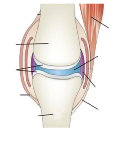 <p>label the synovial joint </p>