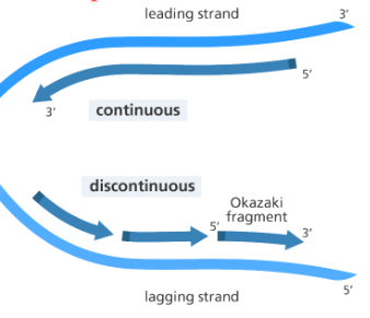 <p>Leading: <em>continuous</em>, built <em>towards</em> replication fork</p><p>Lagging: <em>discontinuous</em>, built <em>away, </em>from replication fork in <strong>Okazaki Fragments</strong></p>