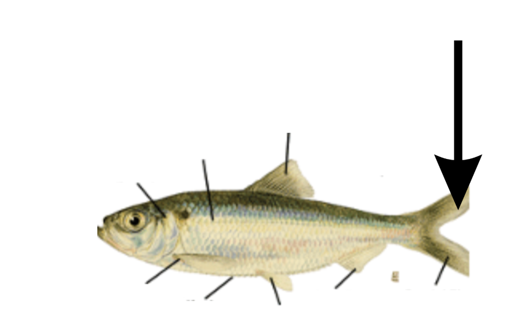 <p>What is this part on the fish?</p>