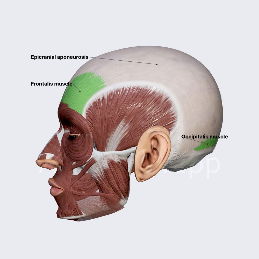 <p>-Frontal Belly:elevates eyebrows, wrinkles forehead</p><p>-Occipital Belly: pull back scalp</p>
