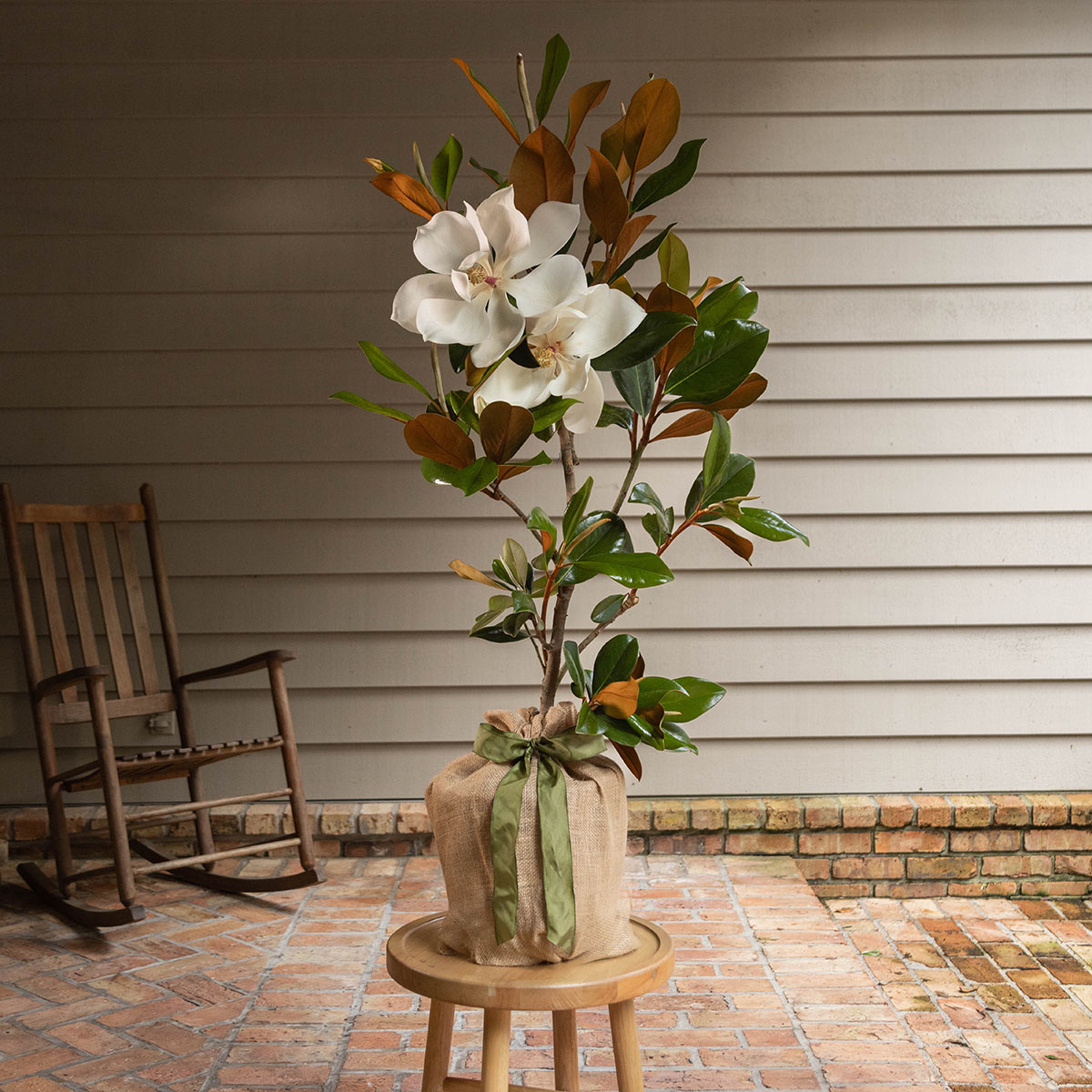 <p>Magnolia grandiflora</p>