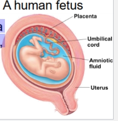 <p>have fully developed placenta & give birth to fully developed young (e.g., humans).</p><p></p>