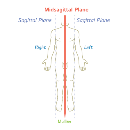 <p>when the right and left sides are equal in size and runs through the midline of the body or organ</p>