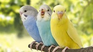 <ul><li><p>origin is<strong> australia</strong></p></li><li><p>can live <strong>10-15 years</strong> in captivity</p></li><li><p>males have a<strong> blue cere</strong> at the top of their beak</p></li><li><p>females and juveniles have a <strong>brown pink</strong> cere</p></li></ul><p></p>