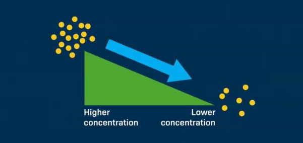 <p>Concentration gradient </p>