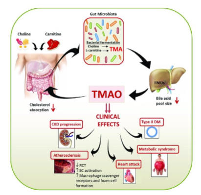<ul><li><p>Often toxic to gut epithelial cells</p></li><li><p>Damage gut barrier integrity</p></li><li><p>Increase gut permeability (“leaky gut”)</p></li><li><p>Promote inflammation</p></li><li><p>Contribute to metabolic dysfunction (insulin resistance, liver fat accumulation)</p></li><li><p>Associated with kidney dysfunction (e.g. p-cresol)</p></li></ul><p></p>