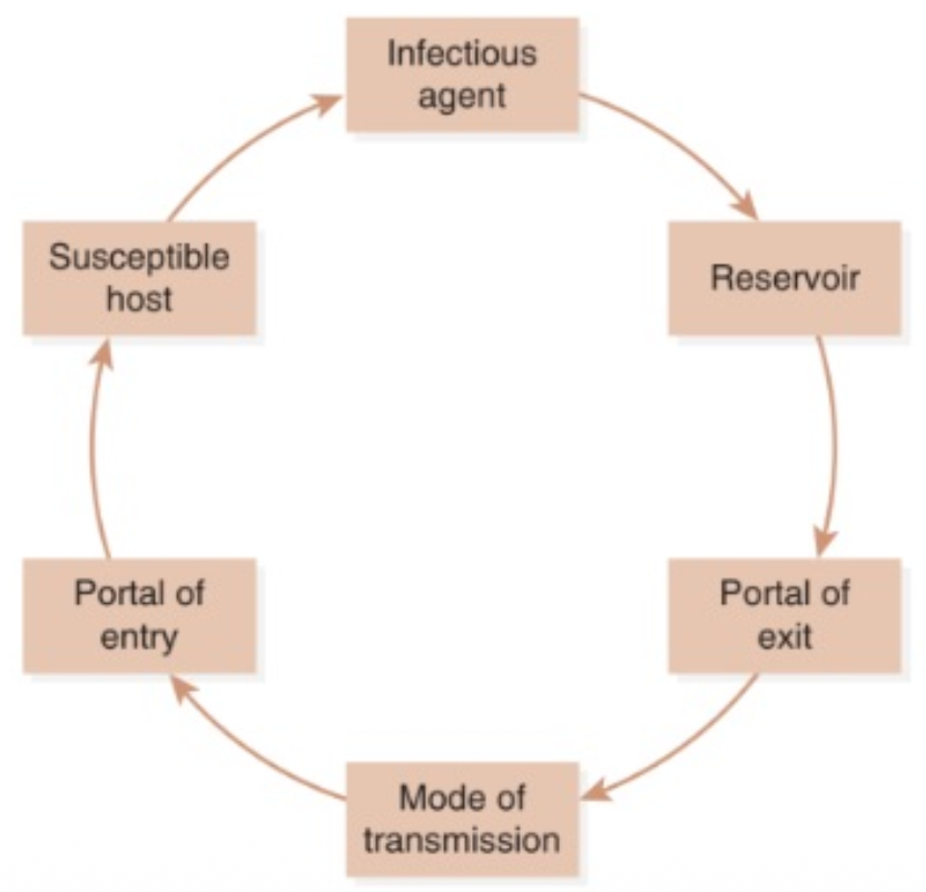 <p>Process linked by an infectious agent, reservoir, portal of exit, mode of transmission, portal of entry, and susceptible host</p>