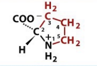 <p><span>Nonpolar, aliphatic</span></p>