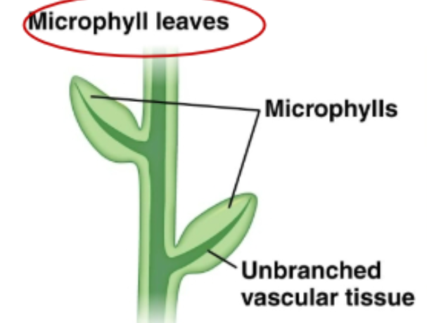 <p>-small, spine-shaped leaves supported by a single strand of vascular tissue </p><p>-unbranched vascular tissue </p><p>-only lycophytes </p>