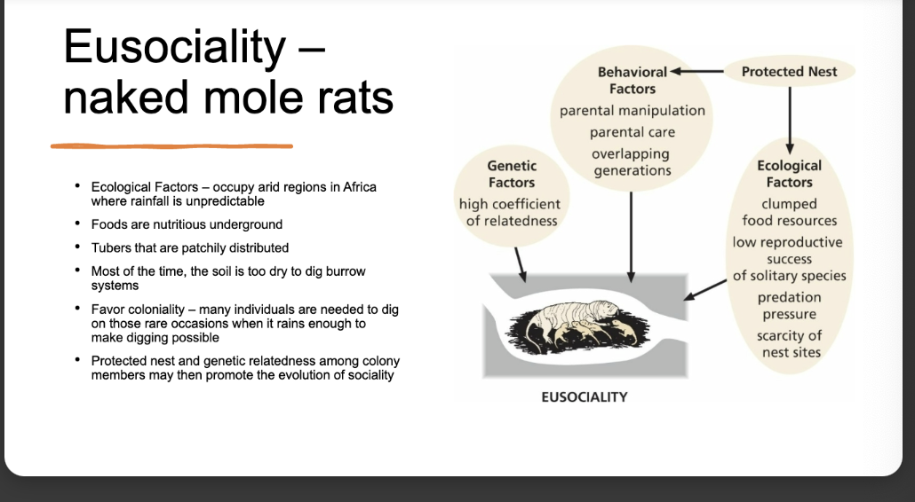 <p><span>The highest level of social organization, involving reproductive division of labor, overlapping generations, and cooperative brood care</span></p>