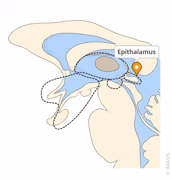 <p>A diencephalon structure that includes the pineal gland</p>