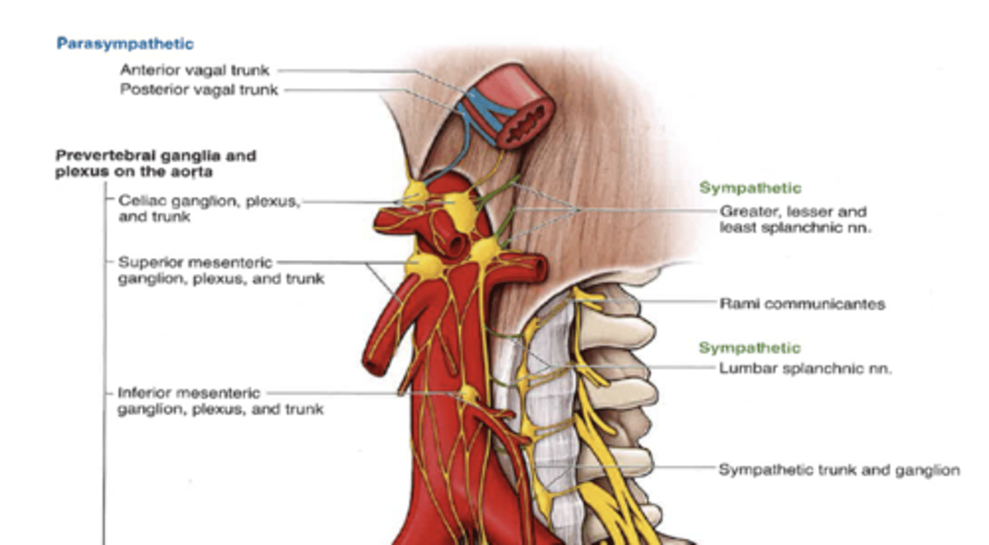 <p>what is the superior mesenteric ganglia and plexus sympathetically innervated by?</p>