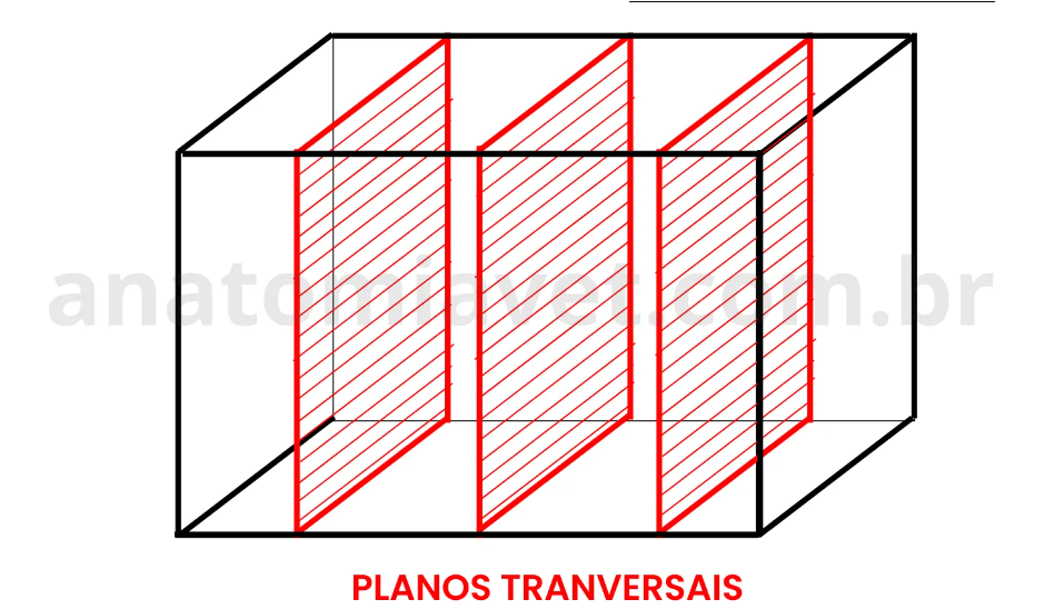 <p>O corpo do animal é separado numa sucessão craniocaudal</p><p>eixo dorsoventral x eixo laterolateral</p><p>forma os metâmeros</p>