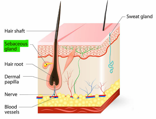 <p>Sebaceous glands </p>