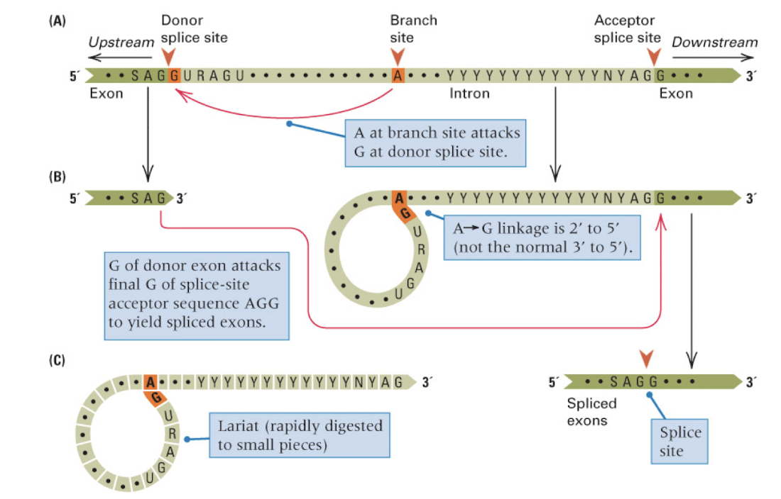 <p>introns have 5’ GU and 3’ AG splice sites and an internal branch site A</p>