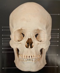 <p>What structure is #2? (Fig. 3.1 Skull, Anterior View)</p>