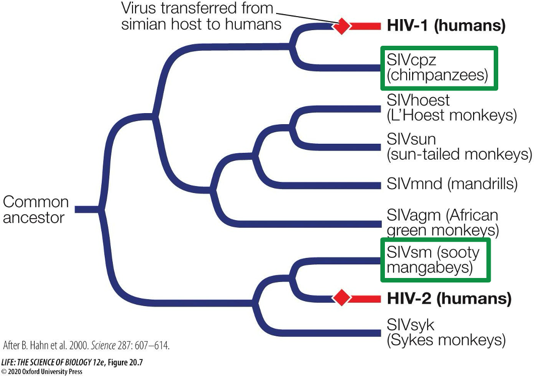<ul><li><p>Phylogenetic analysis can help figure out where a virus came from</p><ul><li><p><span>HIV likely came from a monkey host, but scientists do not know exactly which one it came from. Likely came from the sooty mangabeys and chimpanzees through blood transmission.</span></p></li></ul></li></ul><p></p>