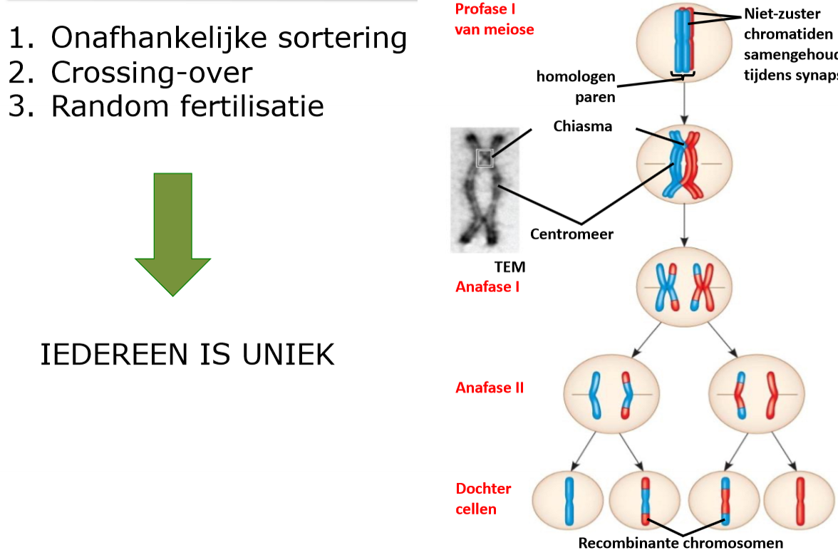 <p>omdat iedereen uniek is ontstaat er genetische diversiteit </p>