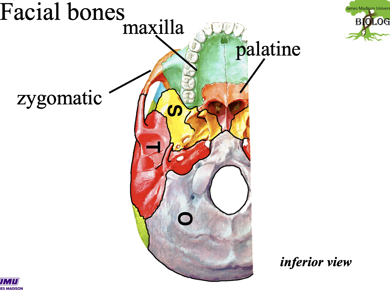 <p>hard palate/ roof of mouth </p>
