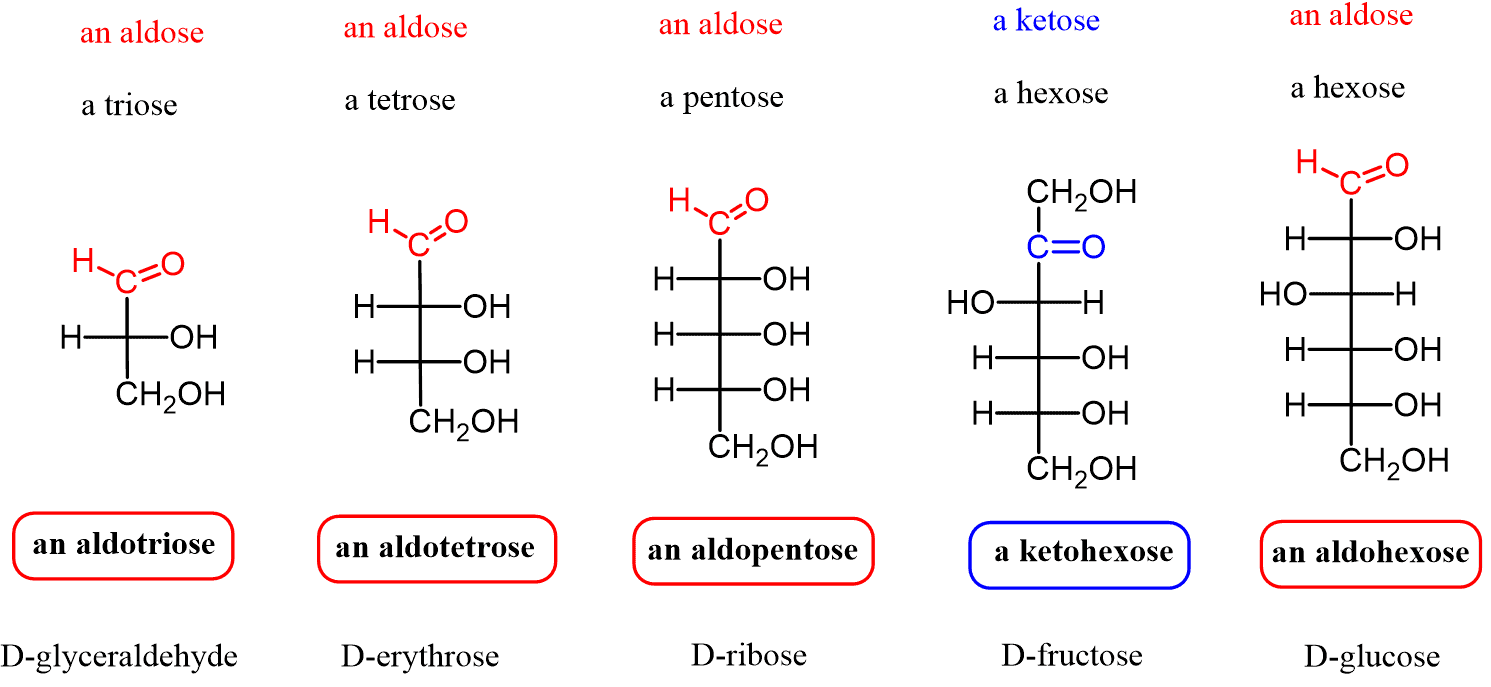 <p><span>Carbonyl group is on the </span><strong>terminal carbon</strong><span> (at the end of the chain)</span></p>