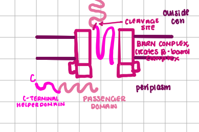 <p>“autotransportation”, SEC-Dependent</p><p></p>