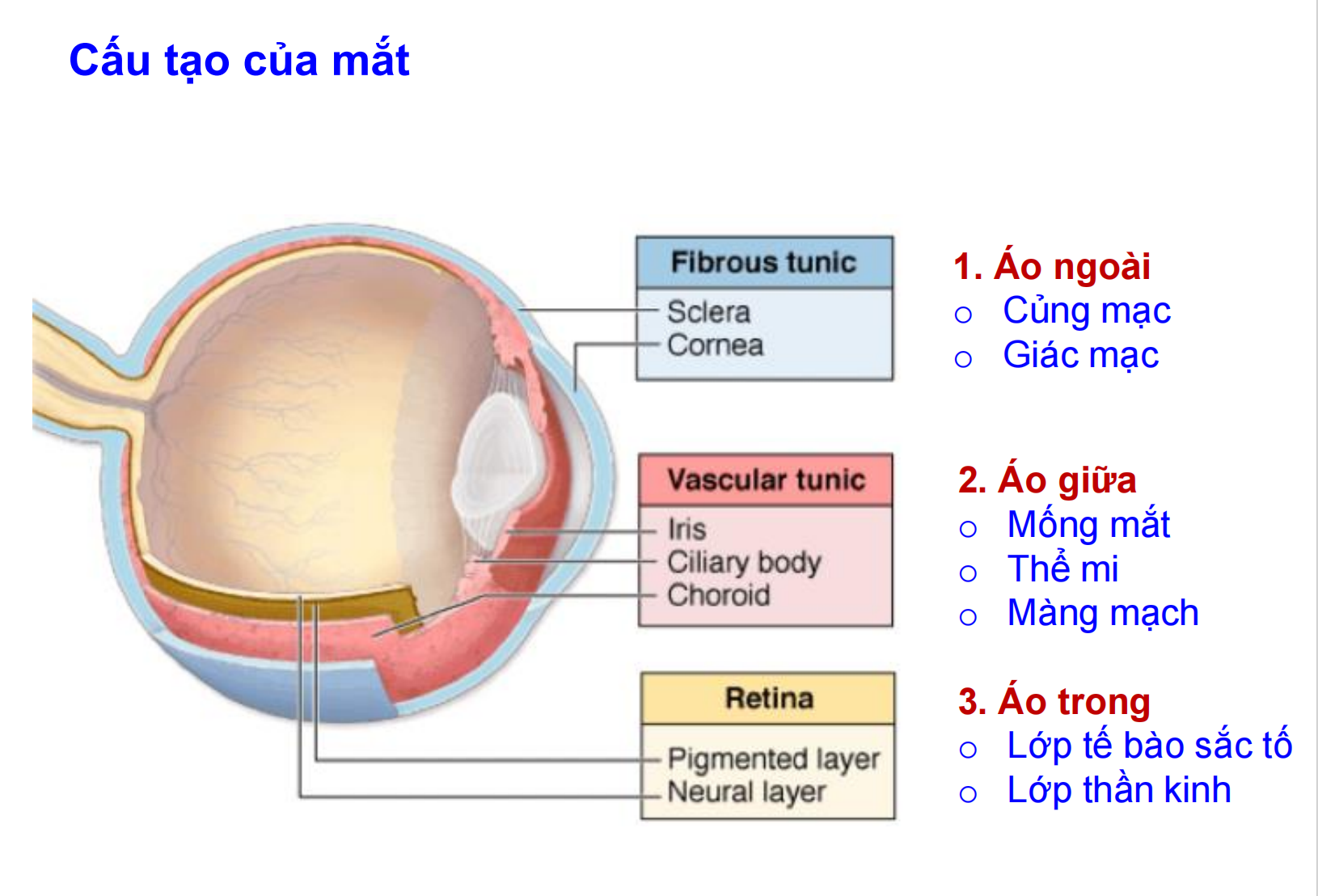 <p><span style="color: rgb(0, 0, 0);"><strong>MẮT</strong></span>:</p><p><span style="color: red;"><strong>_3 lớp áo của nhãn cầu</strong></span>:</p><ul><li><p><strong>Áo</strong> <strong>ngoài</strong>: củng mạc, giác mạc</p></li><li><p><strong>Áo</strong> <strong>giữa</strong>: mống mắt, thể mi, màng mạch</p></li><li><p><strong>Áo</strong> <strong>trong</strong>: lớp tế bào sắc tố, lớp thần kinh</p></li></ul><p><span style="color: red;"><strong>_Tiền phòng, hậu phòng</strong></span></p><p><span style="color: red;"><strong>_Giác mạc</strong></span>:</p><ul><li><p>Biểu mô lát tầng không sừng hoá</p></li><li><p>Màng Bowman</p></li><li><p>Nhu mô (lớp đệm)</p></li><li><p>Màng Descemet</p></li><li><p>Nội mô giác mạc: biểu mô lát đơn</p></li></ul><p></p>