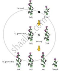 <p>The physical expression of a trait resulting from the genotype.</p>