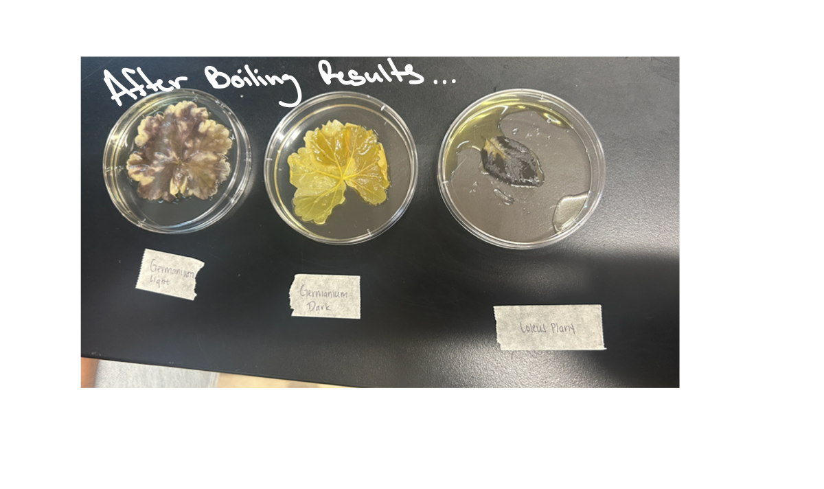 <p>What does more staining mean?</p>