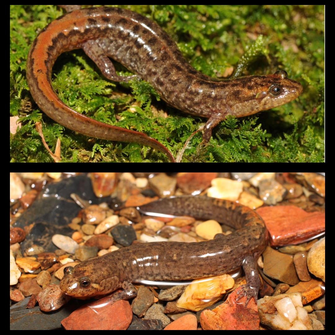 <p>Ouachita Dusky Salamander</p>