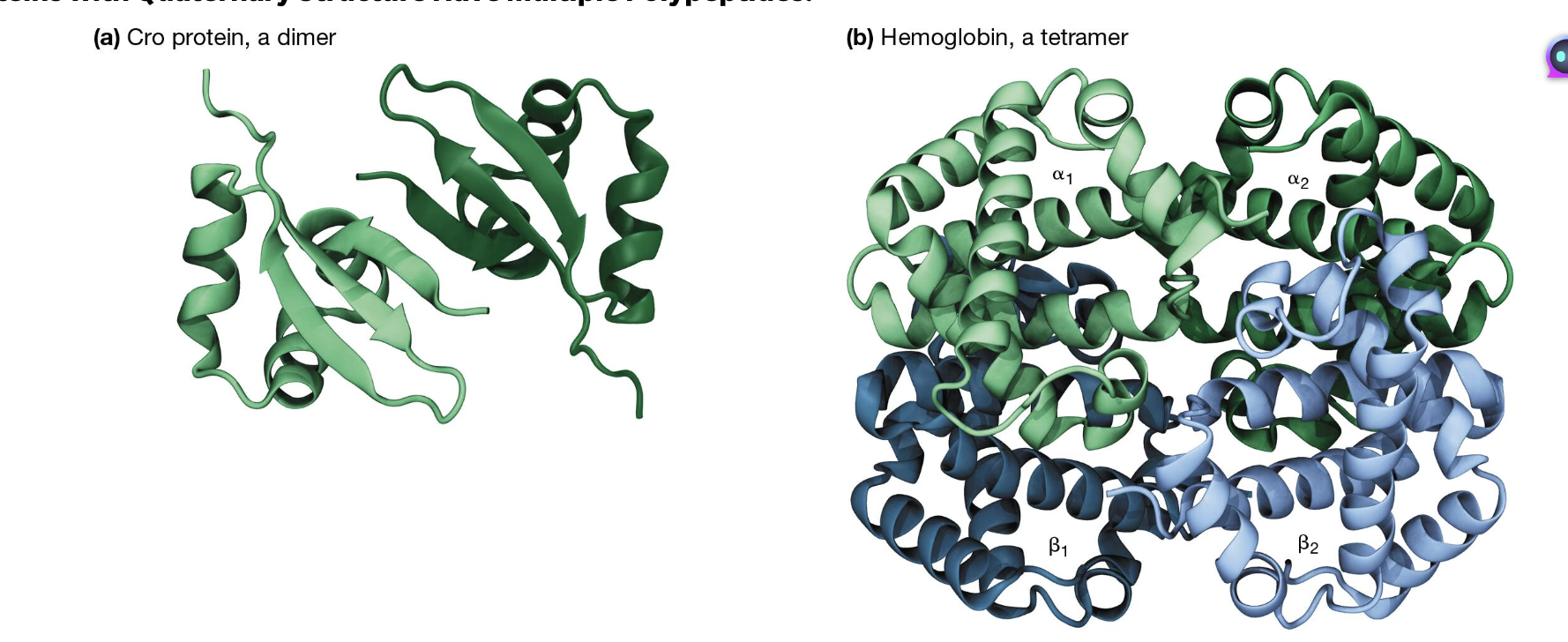 <p>This structure includes multiple polypeptides, which might be the same or different. When the two polypeptide subunits are identical, they are homodimers; heterodimers when they are non-identical. <br><br>You can also have a mix of homo/hetero dimers of the quaternary strucutre includes MULTIPLE polypeptides (e.g., 40). <br><br>Look at image</p>