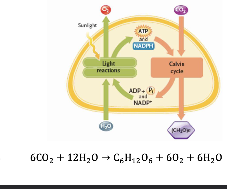 <p>The energy from LIGHT used to drive conversion of CARBON DIOXIDE into ORGANIC COMPOUNDS </p>