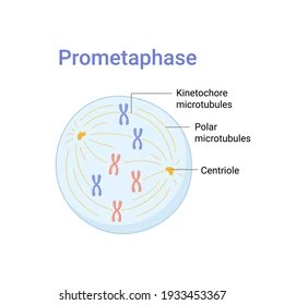<p>Prometaphase</p>